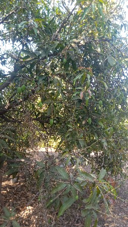 थंबनेल 2