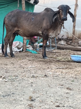 थंबनेल 6