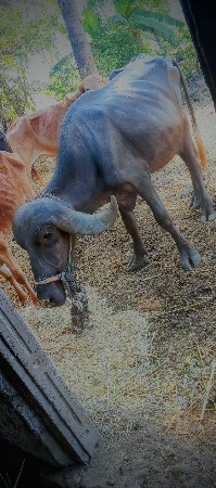 થંબનેલ 2