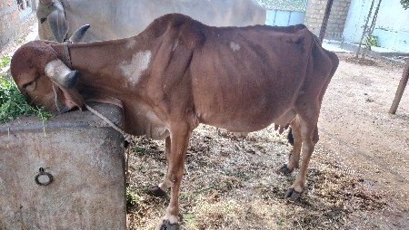 ગાય વેચવાની છે