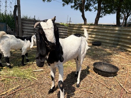 10 બકરા દિવસે