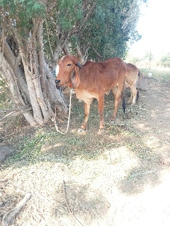 थंबनेल 2