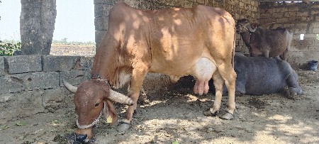 ગાય વેચવાની છે.