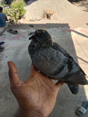 થંબનેલ 2