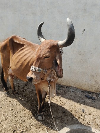 થંબનેલ 3