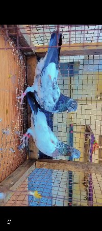 थंबनेल 3