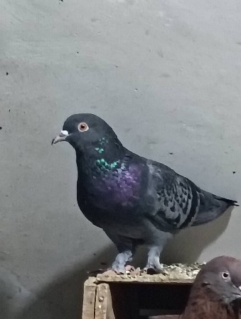 थंबनेल 3