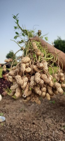 200 મણ ગીરનાર4 મગફળીમાં આપવાની છે