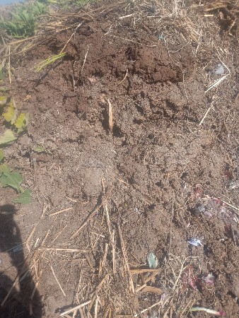 છાણીયો ખાતર વેચવાનું છે