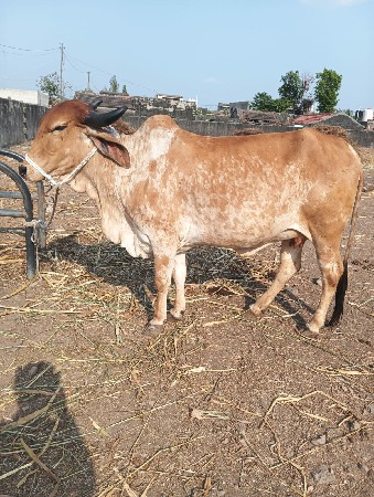 થંબનેલ 2