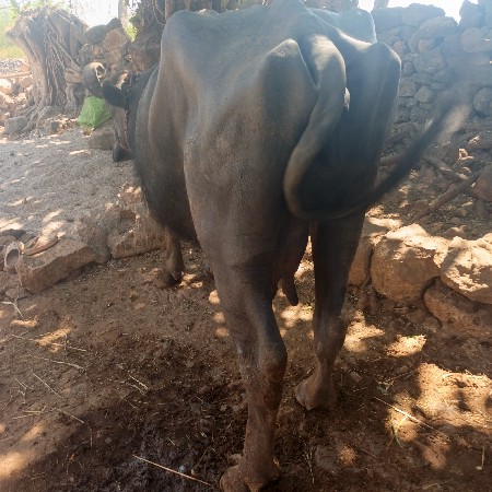 थंबनेल 3