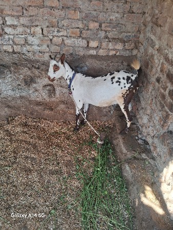 બકરી વેચવાનીછે