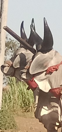 थंबनेल 4