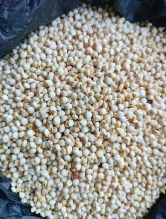 જુવારનું બિયારણ વેચવાનું છે