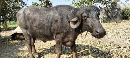 pel vetri khaleli se