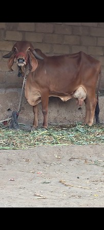 થંબનેલ 2