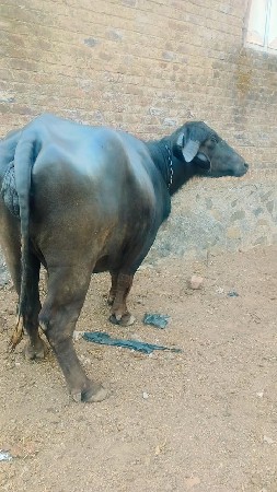 थंबनेल 3