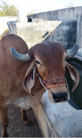 3 જી ધર ના છે