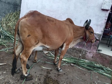 થંબનેલ 2