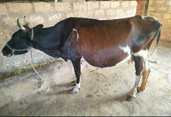 ગાય વેચવાની છે.