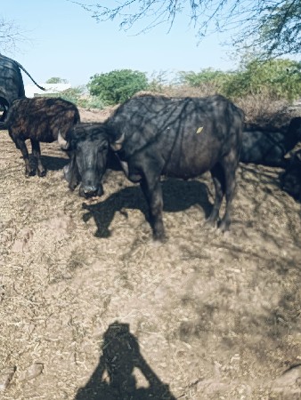 થંબનેલ 3