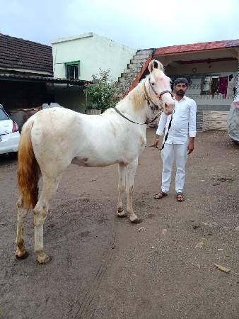 વશેરી વેચવાની છે