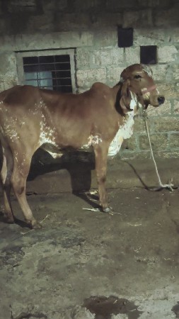 ગીર વાસડી