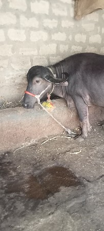 ભેંસ વેચવાની છે