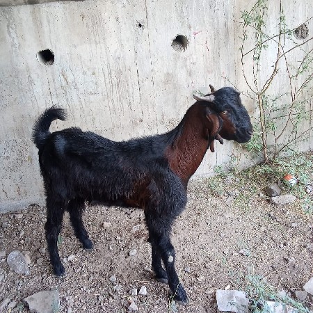 3 બોકડા વેચવાના છે