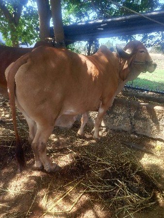 ગોઠલો વેસાવ છે