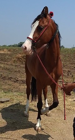 આ વચ્ચે રે વેચવાની છે