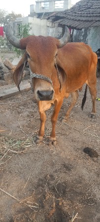 દસ દિવસની કાચી. બીજું વેતર.