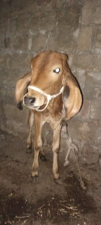 थंबनेल 2