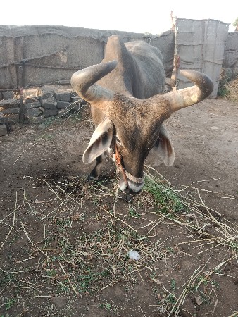 બળદ વેચવાના છે