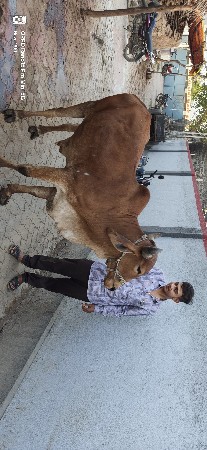 ગોઢલા વેચવાના છે