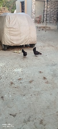 थंबनेल 2