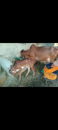 ગીર ગાય વેચવા ની સે
