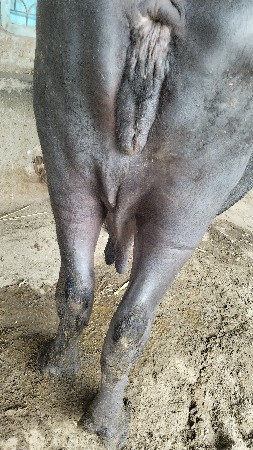 ભેસ વેચવાની છે