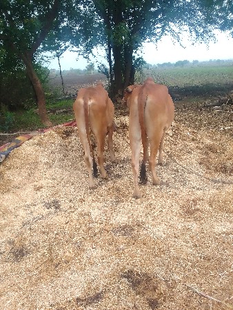 થંબનેલ 3