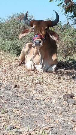 થંબનેલ 3