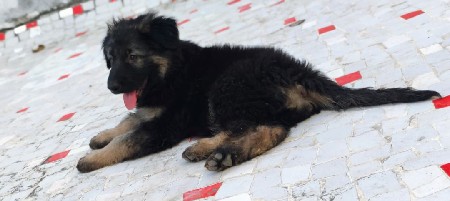 gsd fimel puppy
