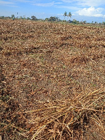 છારો વેચવાનો શે