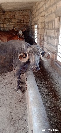 ભેંસ વેચવાની છે ચાર ચાર લીટર દૂધ