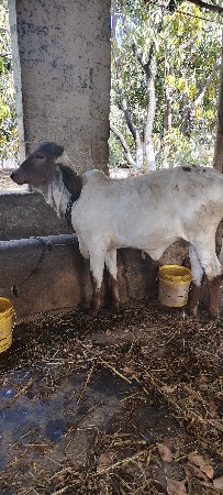 લીલડી ઓડકી વેશવાની સે