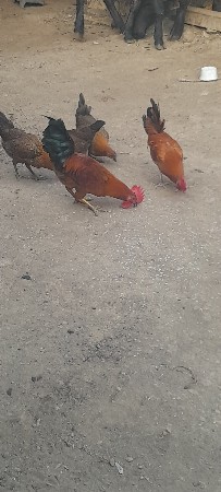 કુકડા વેચવાના છે