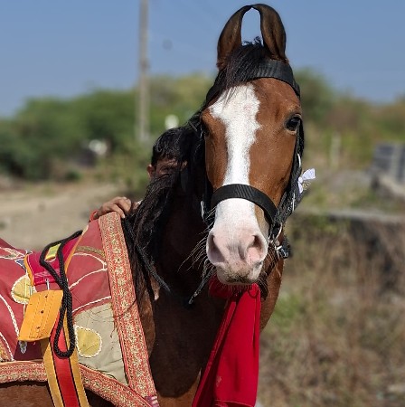 વસેરી વેચવાની છે