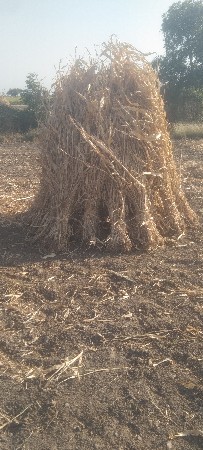 જવારની નિરોણ વેચવાની છે 2000 પૂરો