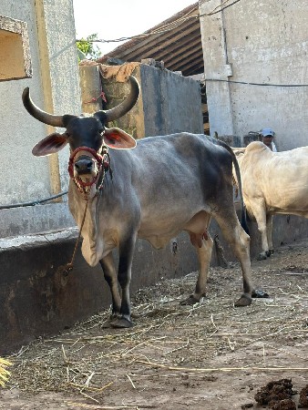 थंबनेल 2