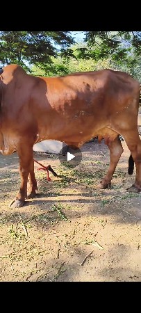 પેલું વેતર