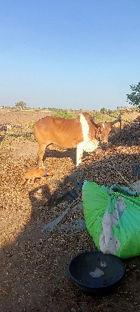 વેચવાનો શૈ